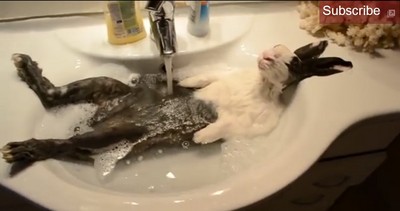 兔兔竟然也會像人類一樣泡澡？