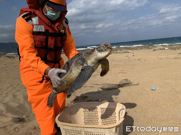 ▲屏東縣滿州鄉金沙灘海域16日下午發現一隻往生的海龜，海生館人員要解剖查死因            。（圖／記者陳崑福翻攝）