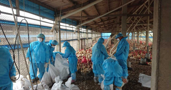 今年禽流感疫情從1月就開始爆發，其中雲林多處雞場都傳出疫情。（圖／報系資料照）