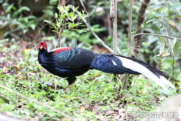 ▲嘉大師生蘭潭後山巧遇保育鳥類藍腹鷴。（圖／記者翁伊森翻攝）