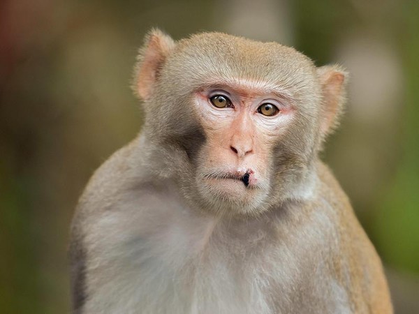 中國科學家發現，實驗室的恆河猴在感染武漢肺炎痊癒後對病毒具免疫力。（資料畫面：東方IC）