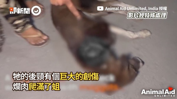 ▲▼馬歇爾。（圖／即新聞／Animal Aid Unlimited, India授權提供）