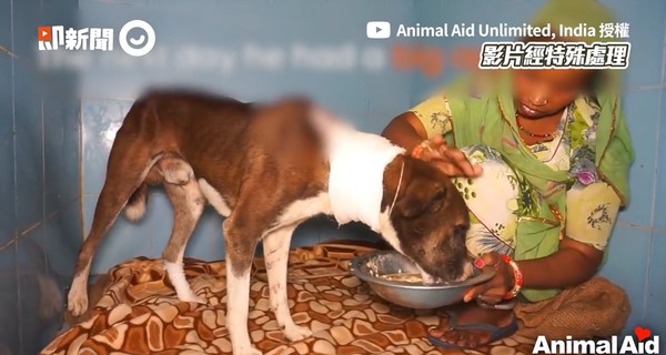 ▲▼馬歇爾。（圖／即新聞／Animal Aid Unlimited, India授權提供）