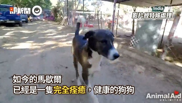 ▲▼馬歇爾。（圖／即新聞／Animal Aid Unlimited, India授權提供）