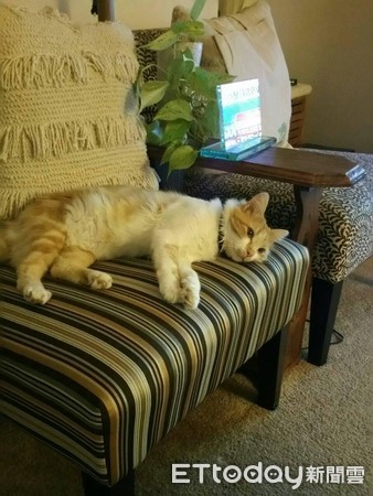 ▲小貓玩得盡興後，安心睡在沙發上。