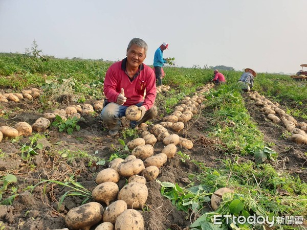 ▲顏國聲在屏東縣新園鄉種了近7公頃豆薯             。（圖／記者陳崑福翻攝）