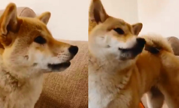 柴柴吃完納豆 抖嘴唇磨牙 爸嚇壞淚衝醫院 結果糗到爆 Ettoday寵物雲 Ettoday新聞雲