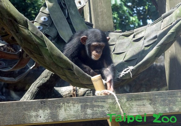 動物園發新玩具！公猩猩一拳打爆。（圖／臺北市立動物園提供）