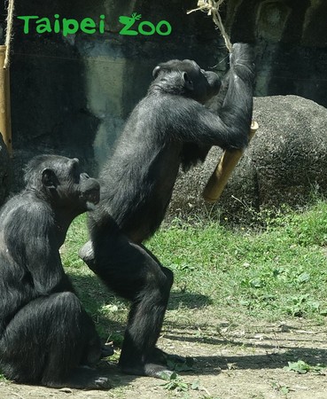 動物園發新玩具！公猩猩一拳打爆。（圖／臺北市立動物園提供）