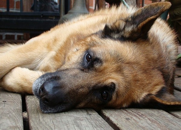 ▲德國狼犬,狼狗,狗。（圖／取自免費圖庫Pixabay）