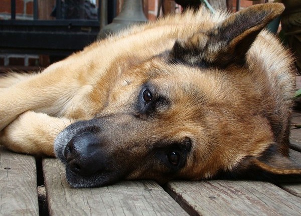 德國狼犬口鼻驗出新冠病毒香港獸醫 可能是主人親密接觸沾染 Ettoday寵物雲 Ettoday新聞雲