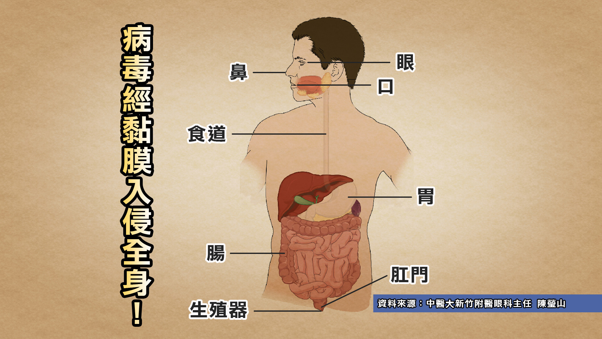 醫曝病毒入侵…全毀在「一個動作」！她12分鐘狂摸83次。（圖／健康2.0提供）