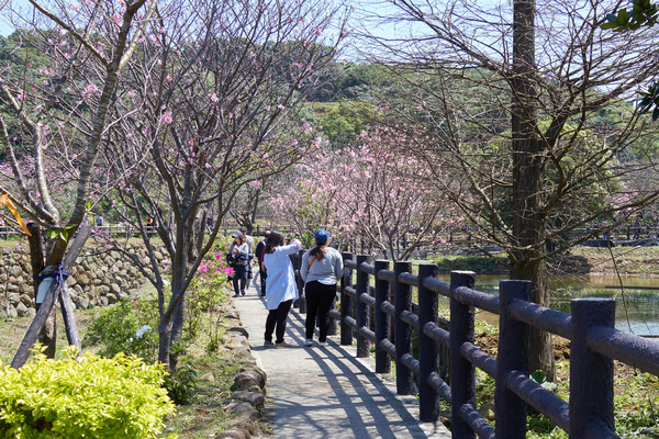 ▲▼三芝三生步道吉野櫻吸引賞櫻人潮。（圖／新北市政府提供）