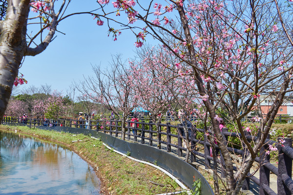 ▲▼三芝三生步道吉野櫻吸引賞櫻人潮。（圖／新北市政府提供）