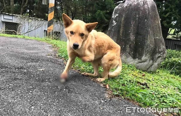 ▲▼東勢林場出現捕獸夾！　浪犬雙腳遭夾斷露白骨...慘變「企鵝狗」。（圖／台灣動物緊急救援小組提供）