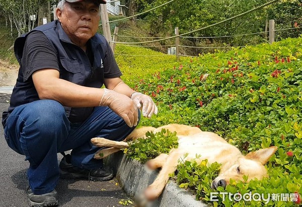 ▲▼東勢林場出現捕獸夾！　浪犬雙腳遭夾斷露白骨...慘變「企鵝狗」。（圖／台灣動物緊急救援小組提供）