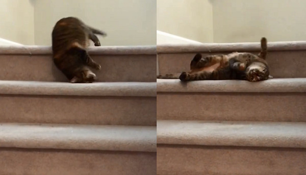 ▲▼怪癖貓聽到呼喚從樓梯「仰躺滾下來」　液態化姿勢萌暈網友。（圖／翻攝自Instagram:rolyposey）