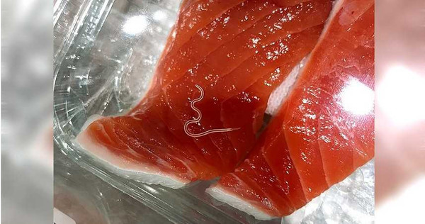 海獸胃線蟲會寄生在魚類，民眾不小心就會吃下肚。（圖／wikimedia commons。）