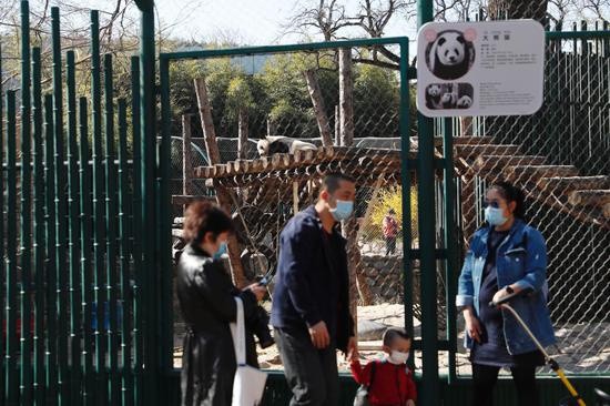 ▲北京動物園開放首日，家長帶孩子於貓熊館室外運動區參觀。（圖／翻攝新京報）