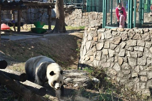 ▲北京動物園的明星動物貓熊「萌二」在戶外運區見客。（圖／翻攝北京日報）