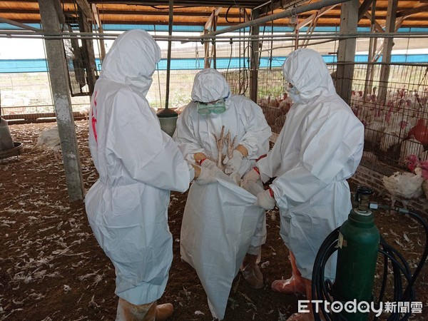 ▲台南市發生今年第2例禽流感案例場，經查確診為H5N5亞型禽流感，共撲殺702隻火雞。（圖／記者林悅翻攝，下同）