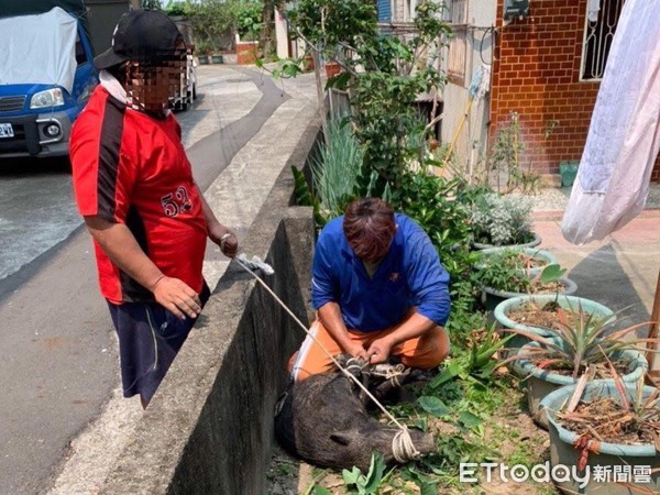 ▲▼警民協力捕山豬。（圖／記者翁伊森翻攝）