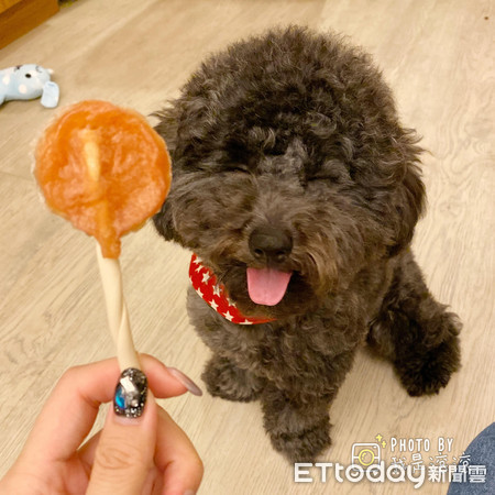 看到飼料像見鬼！貴賓三段式跳躍。（圖／臉書粉專《我是滾滾Poodle》授權提供）