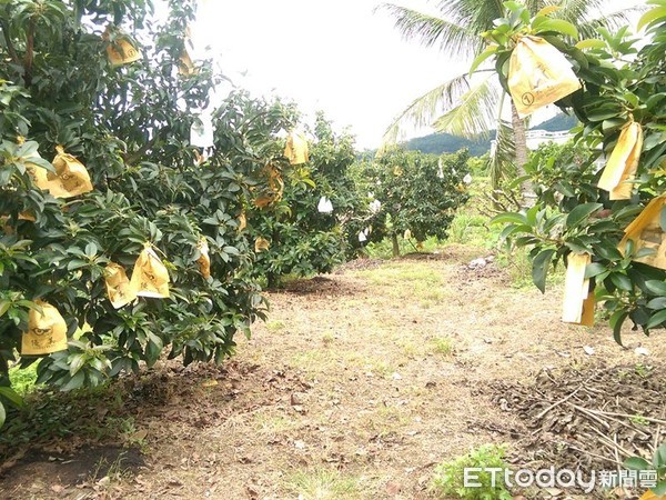 ▲ 一起釋迦園界址糾紛，意外扯出婚外情案外案          。（釋迦園示意圖／翻攝台灣休閒農業發展協會）