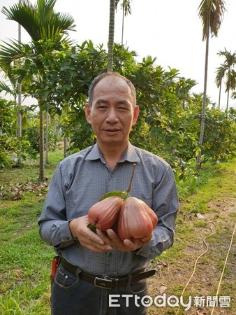 ▲屏東縣內埔鄉農友黃日禓種出高品質的香水蓮霧               。（圖／記者陳崑福翻攝）