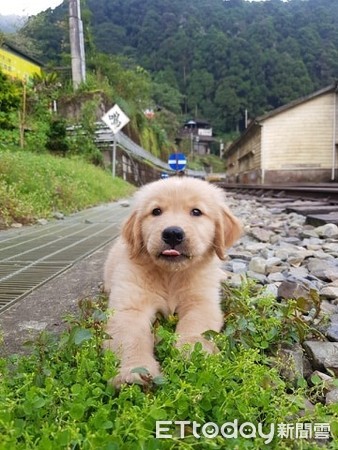 ▲阿金跟爸「鐵達尼經典姿」恩愛搭船　得意回眸讓正宮媽哭奔。（圖／黃金獵犬可樂果的頑皮世界提供，下同）