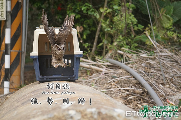 ▲▼2隻領角鴞關籠意外吃掉同伴！　休養1個多月捕獲地順利野放。（圖／野生動物急救站授權提供）