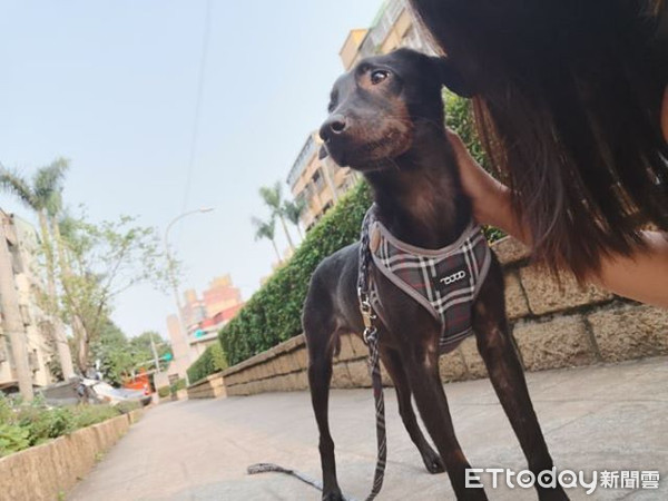 ▲▼7米克斯遭棄租屋處瘦成紙片！　餵飼料吐塑膠、血便愛媽淚崩。（圖／網友陳喬喬提供）