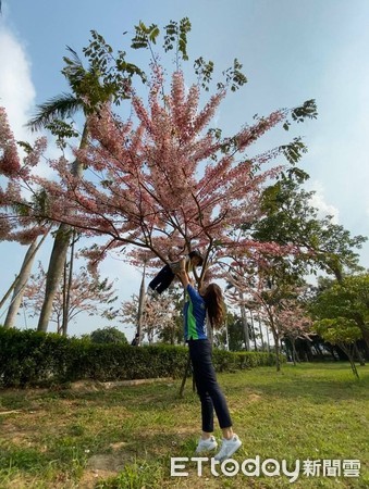 ▲國定古蹟山上花園水道博物館園區內栽種的20幾株花旗木，目前正熱情迎賓，歡迎民眾來走走散心。（圖／記者林悅翻攝，下同）