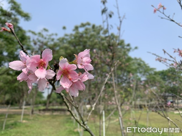 ▲國定古蹟山上花園水道博物館園區內栽種的20幾株花旗木，目前正熱情迎賓，歡迎民眾來走走散心。（圖／記者林悅翻攝，下同）