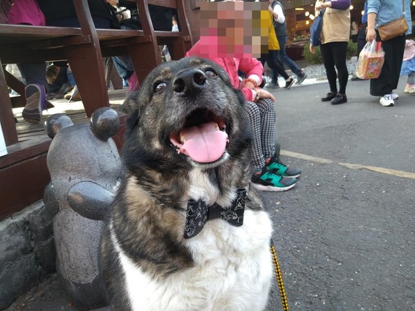 飼主偷看愛犬「姐妹淘」超驚訝！（圖／有點毛毛的／飼主陳哲文提供）