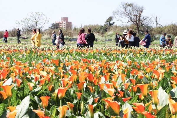 ▲桃園彩芋季停辦