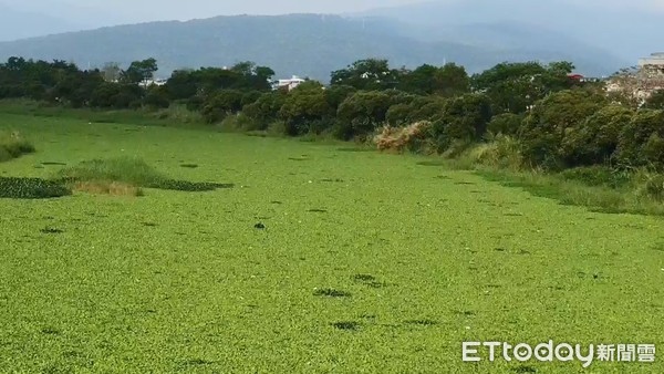 ▲▼宜蘭河上游新景觀變成了綠河，有關單位將清除佈滿河面的布袋蓮、水芙蓉等水生植物。（圖／記者游芳男翻攝，下同）