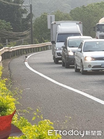 ▲走失狗馬路亂竄...暖女冒險下車引誘！　PO協尋結局感動網。（圖／網友蕭小姐提供）