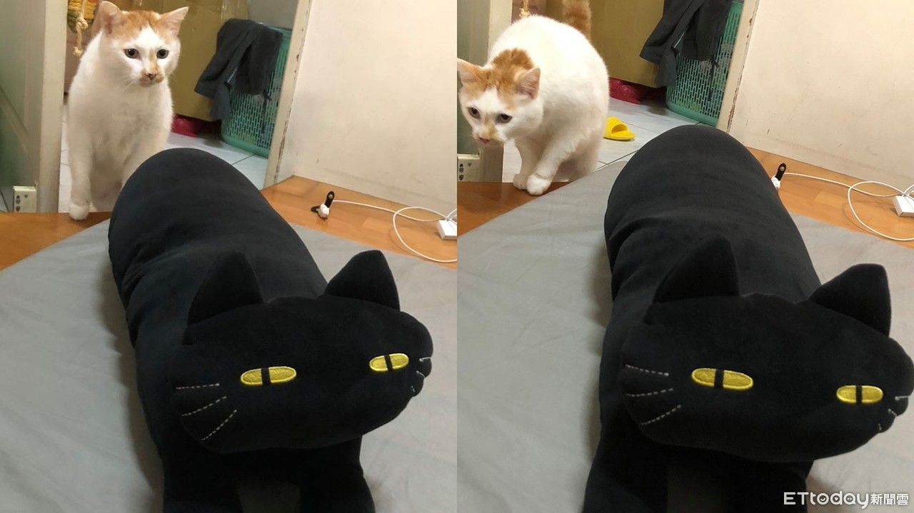 喵皇見「新成員黑貓」秒哈氣炸毛！ 姊嘆：牠不跟我睡覺了| ETtoday寵物雲| ETtoday新聞雲