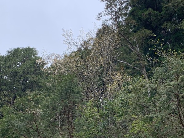 ▲▼台灣特有種的「太平山白櫻花」株株盛大開花，美極了。（圖／羅東林管處提供，下同）