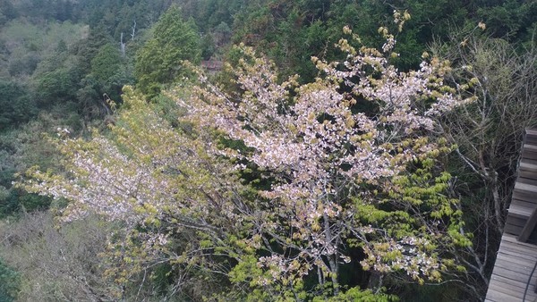 ▲▼台灣特有種的「太平山白櫻花」株株盛大開花，美極了。（圖／羅東林管處提供，下同）