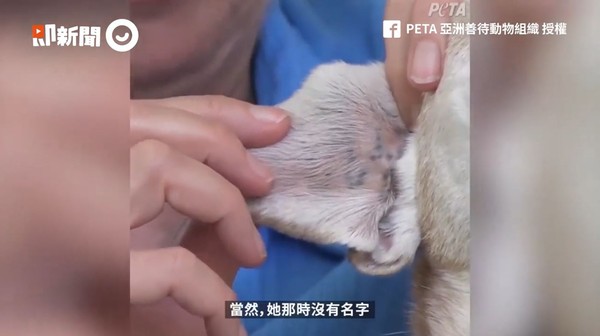 ▲▼莉比。（圖／即新聞／PETA 亞洲善待動物組織）