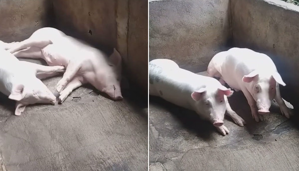 2大白豬熟睡，聽到咒語同步彈跳。（圖／翻攝自抖音）
