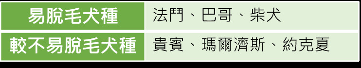 ▲▼寵物掉毛6個關鍵，謝佩珍獸醫師：非點狀脫毛小心內分泌。（圖／東森寵物雲商店）