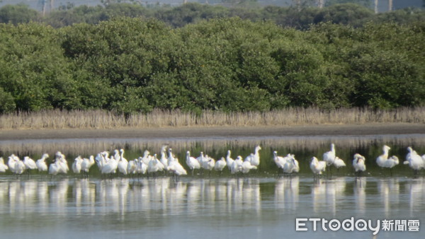 ▲雲管處長徐振能，視察七股頂山賞鳥亭導覽解說活動，並以高倍數望遠鏡觀賞換上金黃色的繁殖羽毛，即將北返的黑面琵鷺。（圖／記者林悅翻攝，下同）