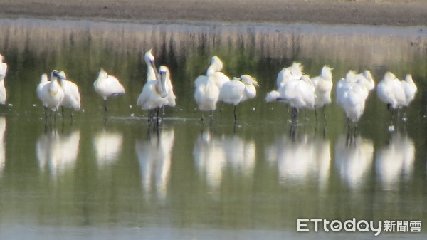 ▲雲管處長徐振能，視察七股頂山賞鳥亭導覽解說活動，並以高倍數望遠鏡觀賞換上金黃色的繁殖羽毛，即將北返的黑面琵鷺。（圖／記者林悅翻攝，下同）