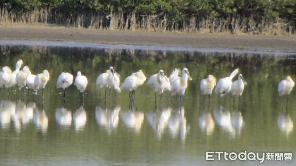 ▲雲管處長徐振能，視察七股頂山賞鳥亭導覽解說活動，並以高倍數望遠鏡觀賞換上金黃色的繁殖羽毛，即將北返的黑面琵鷺。（圖／記者林悅翻攝，下同）