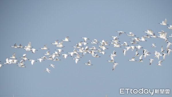 ▲雲管處長徐振能，視察七股頂山賞鳥亭導覽解說活動，並以高倍數望遠鏡觀賞換上金黃色的繁殖羽毛，即將北返的黑面琵鷺。（圖／記者林悅翻攝，下同）