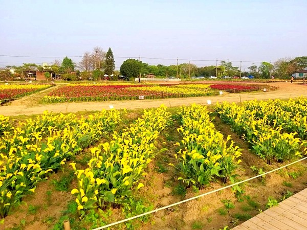 ▲2020桃園海芋季。（圖／桃園市府農業局提供）