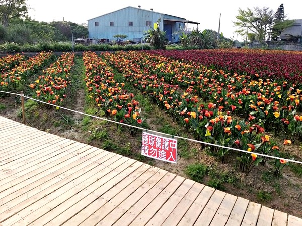 ▲2020桃園海芋季。（圖／桃園市府農業局提供）